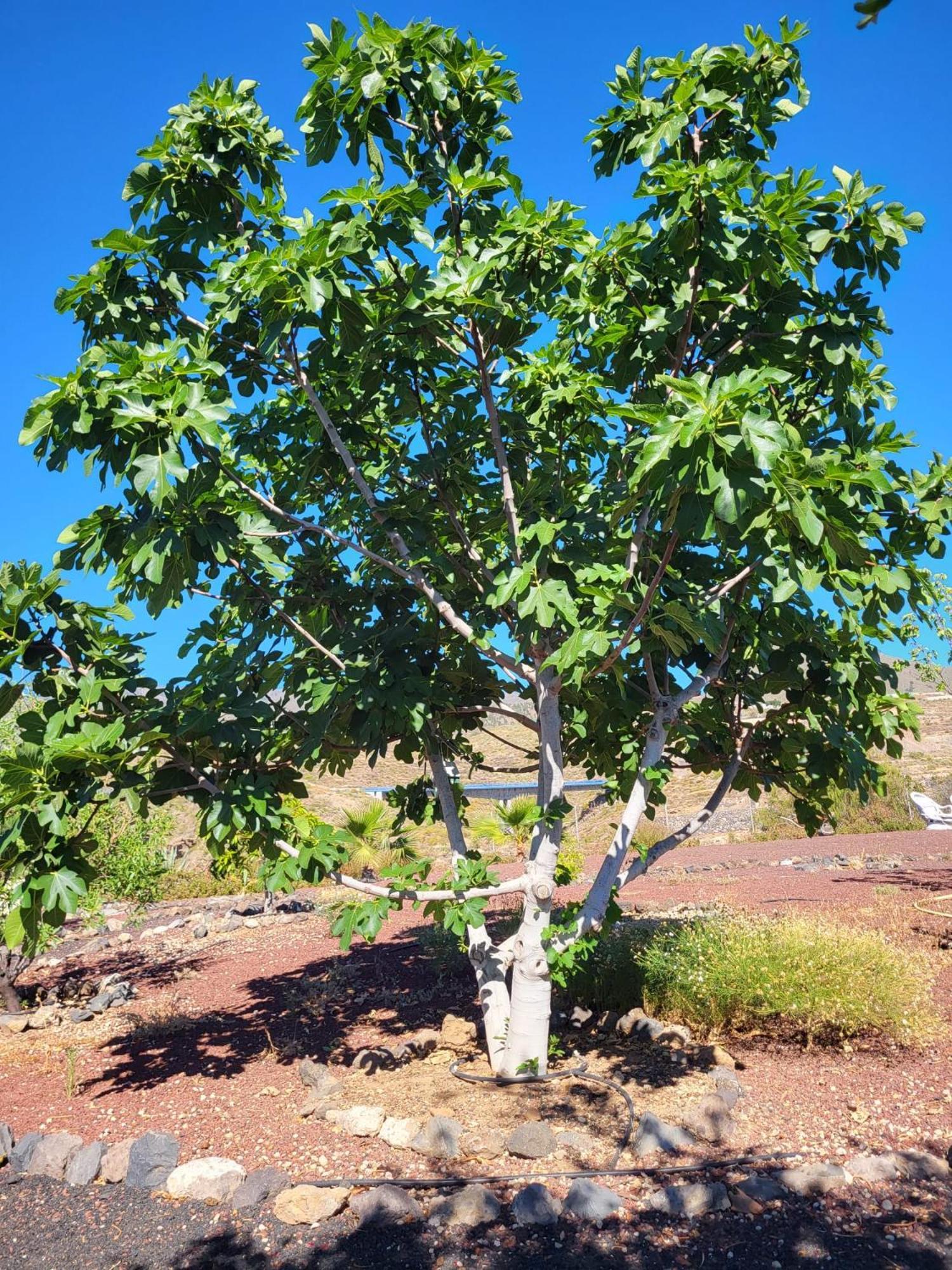 Finca Arcoiris Tenerife Vv 吉亚德索拉 外观 照片